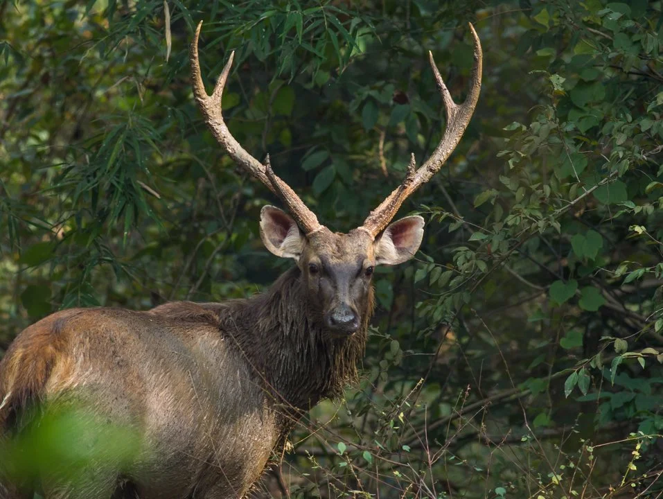 Sambur (Indisk sambur) (Rusa unicolor)