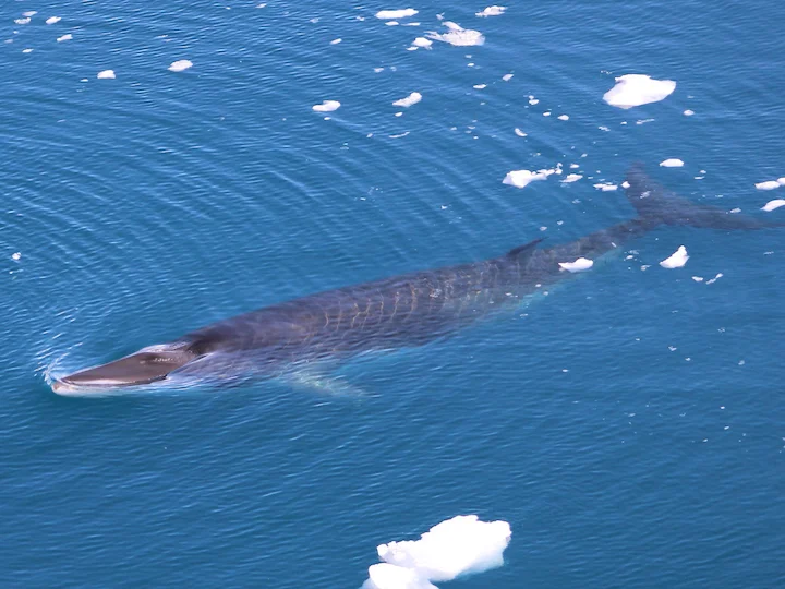 Մինկի կետ (Բոնաերենսիս Մինկի կետ) (Balaenoptera bonaerensis), 2 of 3