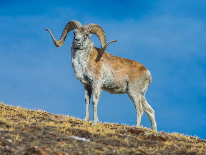 Argali (Kulanschaf) (Ovis ammon collium)