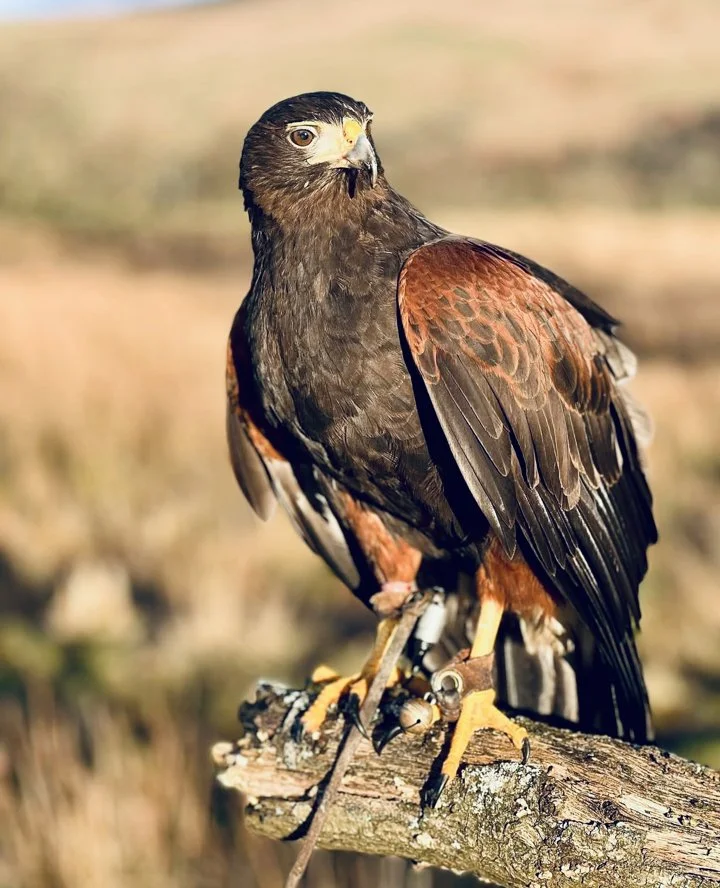 Harris Hawk in Falconry – Why It’s the Most Popular Beginner Bird