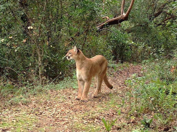 Puma (Cougar, Mountain Lion, Panther) (Puma concolor)