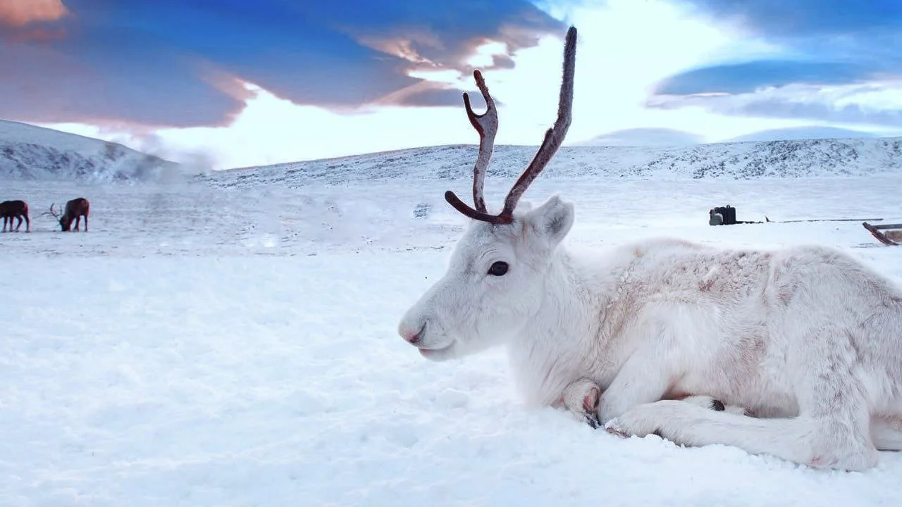 Huddinge’s Roe Deer Crisis: Strategic Feeding to Curb Soaring Roadkill Numbers