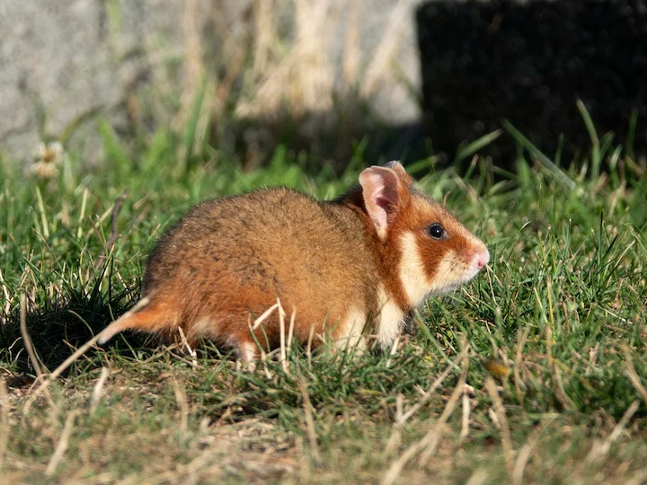 Gewone hamster (Europese hamster)