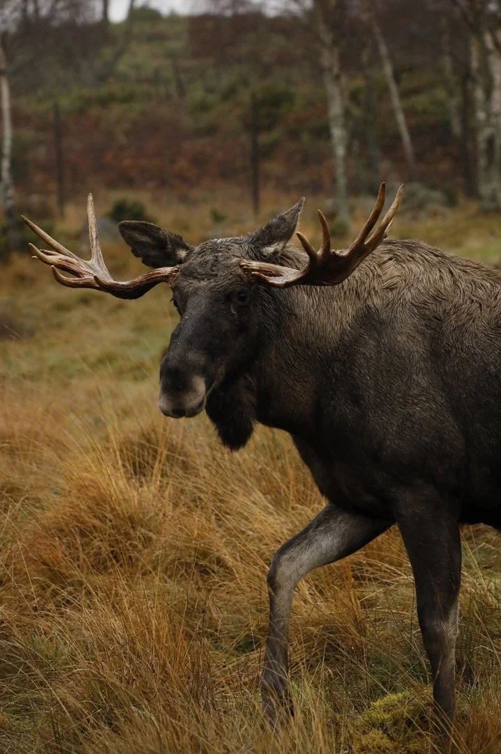 Älg (Skogens konung) (Alces alces alces)