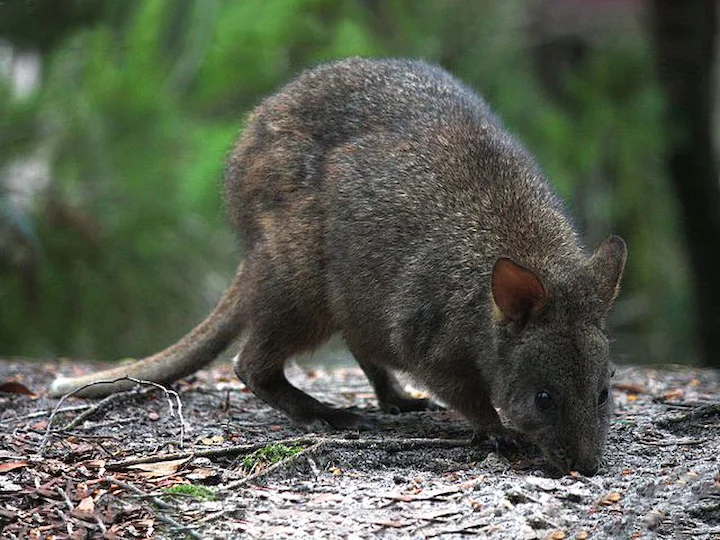 Brown's Pademelon (Brown's Thylogale) (Thylogale browni)
