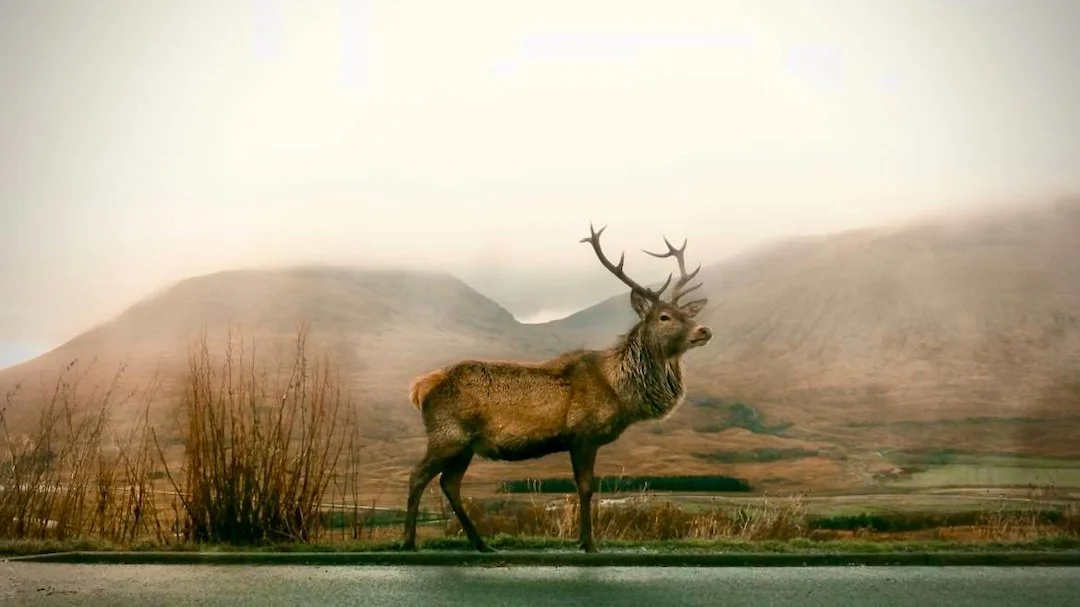 Grim Start to 2026: Sharp Increase in Wildlife-Vehicle Collisions Across Sweden