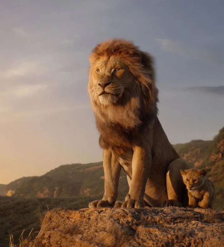 The lion (Panthera leo) is a large cat of the genus Panthera native to Africa and India. It has a muscular, broad-chested body; short, rounded head; round ears; and a hai