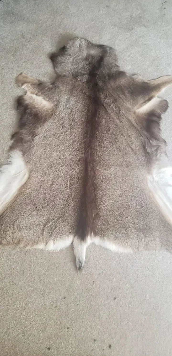Tanned Muley deer 
Tanned Muley deer and white tail deer hides for sale. These are just a couple of many. Asking $185.00 each. Makes nice rugs

Nice rugs
Tanned Muley dee