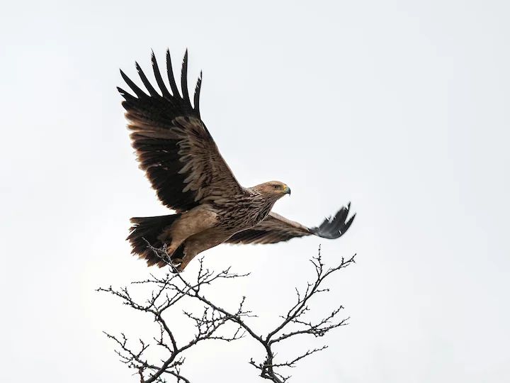Aquila imperiale (Aquila heliaca)