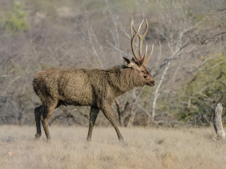 Ջավելային եղջերու (Ջավայի եղջերու)