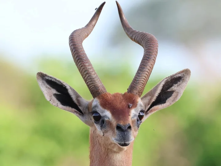 Gazzella giraffa