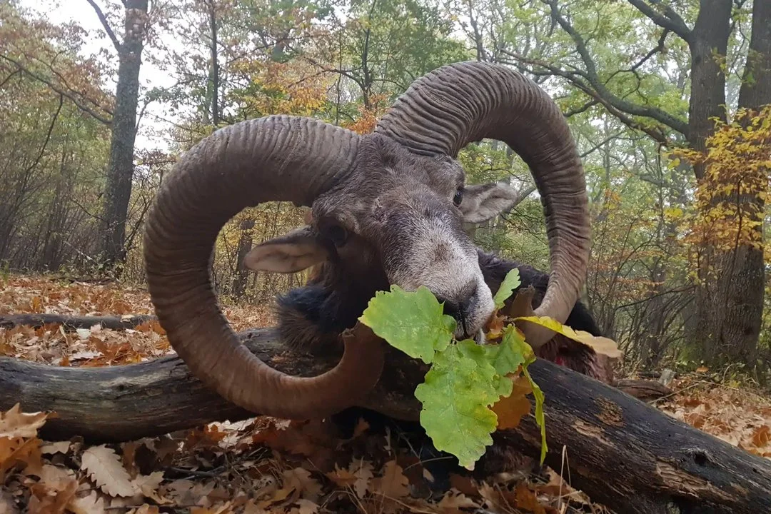 Die Jagd in Hallein: Landschaf, lokalen Jäger, Wildtierpopulationen, Zeiträume, Anwendung, Rahmenbedingungen, Vereine, Traditionen, Aspekte
Landschaftliche Gegeben