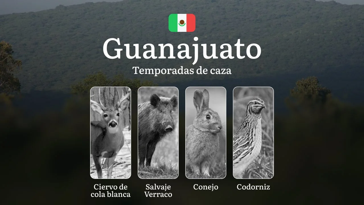 Temporadas y períodos de Caza en Guanajuato: Patrones Estacionales y Actividad Cinegética, Requisitos para la Obtención de Licencias en la Región

Guanajuato, con su dive