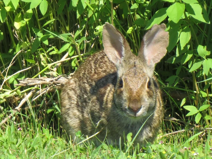 Moeraskonyn (Sumpkonyn) (Sylvilagus aquaticus), 3 of 3