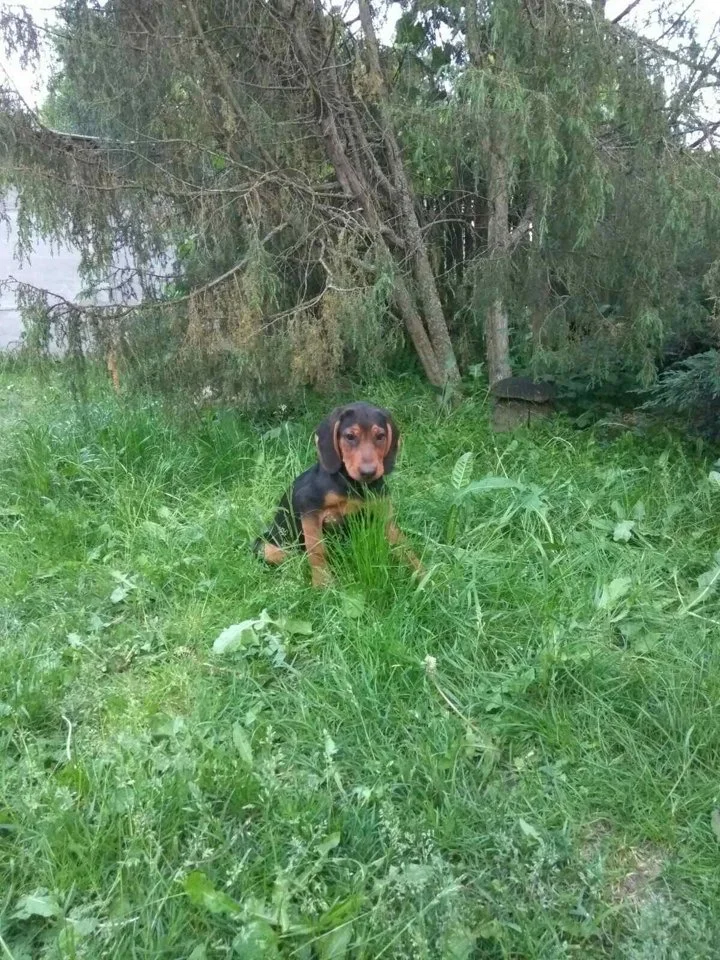 Щенки Белорусского гончака