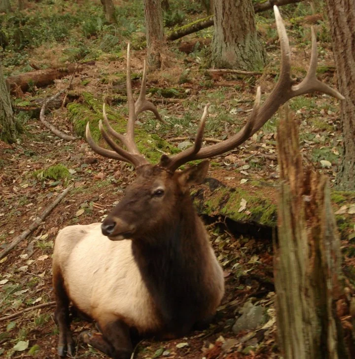 Ռուզվելտի եղջերու (Կանադական եղջերու) (Cervus canadensis roosevelti), 2 of 5