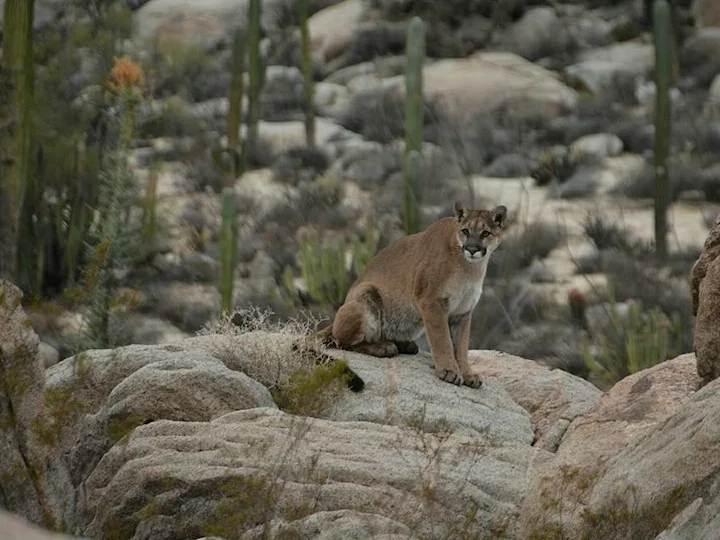 Rocky Mountain Puma (Rocky Mountain Cougar) (Puma concolor hippolestes)