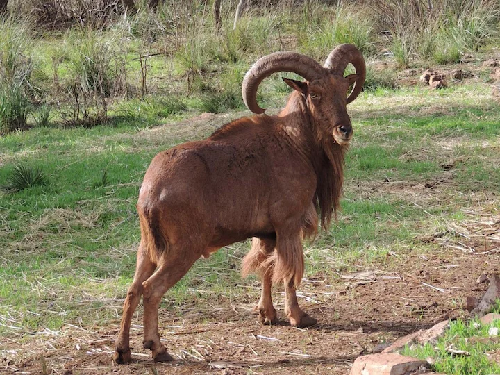 Algerisches Hausschaf (Ovis aries algerianus)