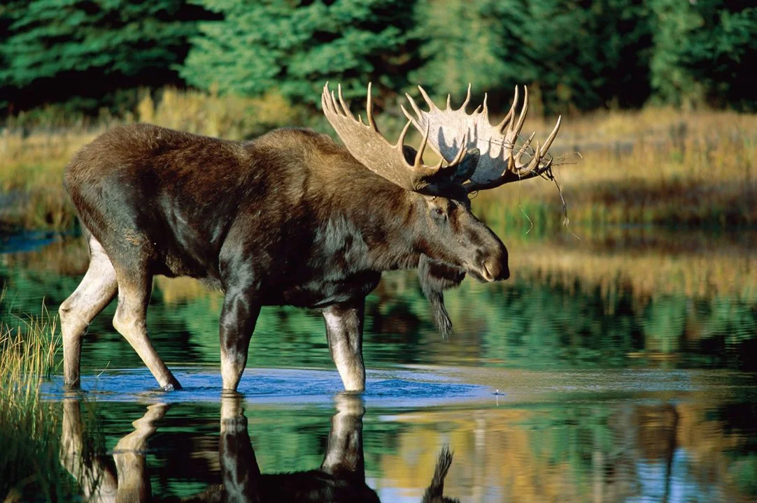Potential Overhaul for Maine's Moose Hunt: September Season Proposed Amid Economic Concerns