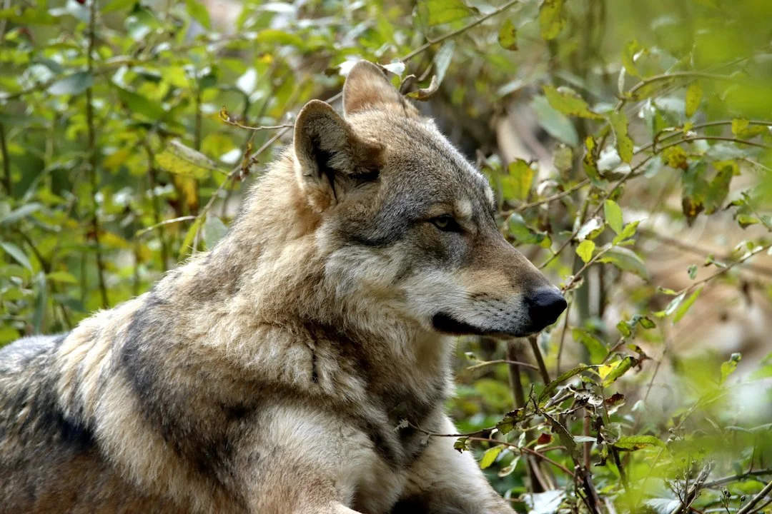 Wolf Schwarzwald: Jagd-Stopp für Hornisgrinde-Rüde GW2672m

Wolf im Schwarzwald darf nicht mehr gejagt werden – Abschussgenehmigung für GW2672m ausgelaufen. Alle Fakten z