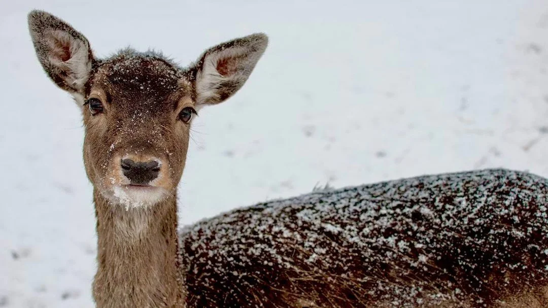 Kalmar County Approves Protective Hunting of Roe Deer and Fallow Deer on Church Cemeteries