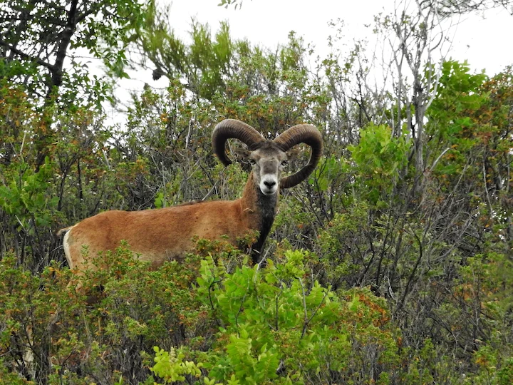 Mouflon (Oos-Middellandse Mouflon)