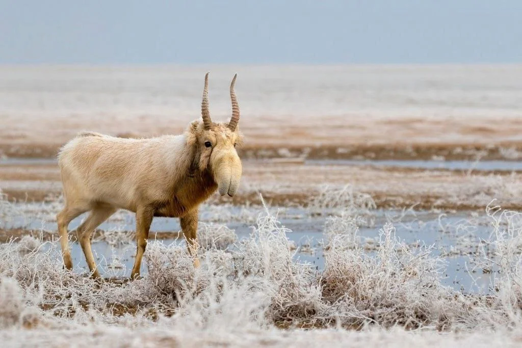Great News for Wildlife Enthusiasts: Mongolian Saiga Antelope Population Soars by 24% in New 2025 Count

A spectacular piece of news is emerging from the Mongolian steppe