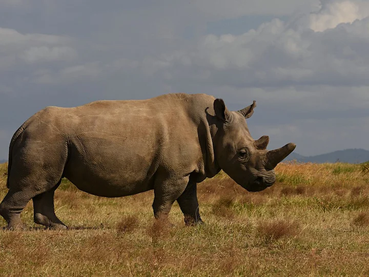 Бял носорог (Квадратен устен носорог) (Ceratotherium simum)