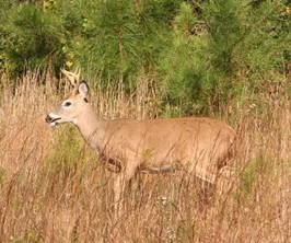 #Arkansas Updates Hunting Regulations to Support Wildlife Conservation and Outdoor Traditions