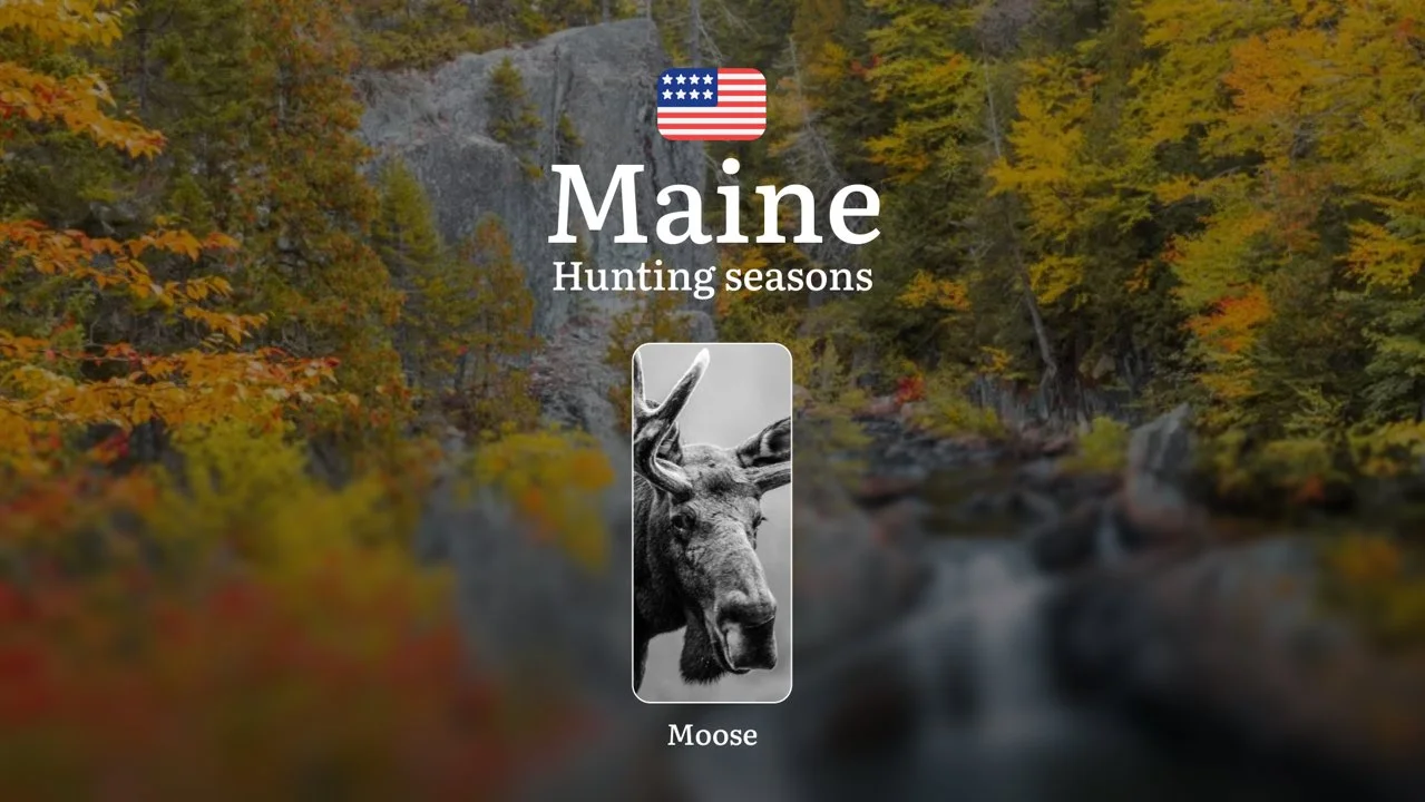 Moose Hunting Seasons in Maine, USA: Hunting Seasons, Opening and Closing Dates, Licenses, Rules and Restrictions