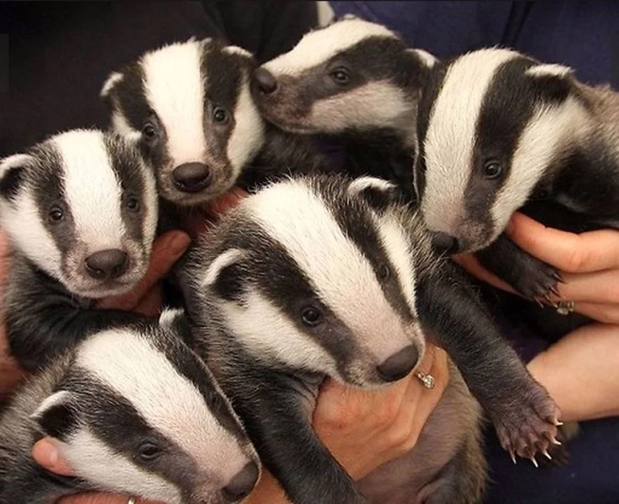 Facts About Badgers