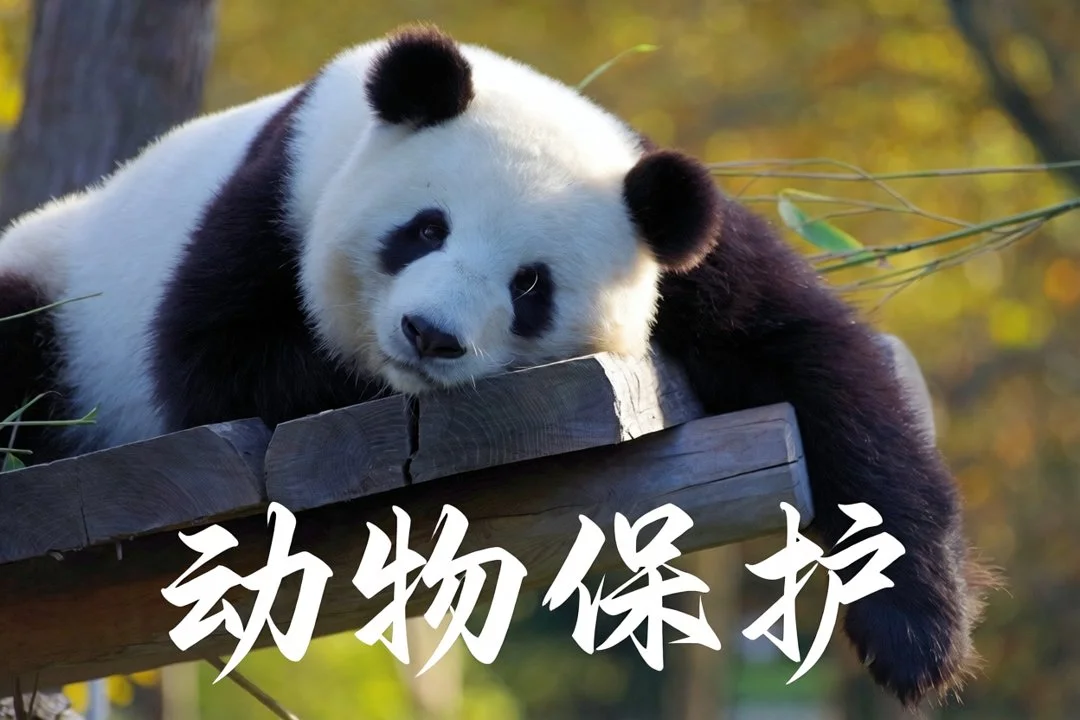 中国合法狩猎深度解析:法规、实践与生态平衡 中国合法狩猎深度解析:法规、实践与生态平衡