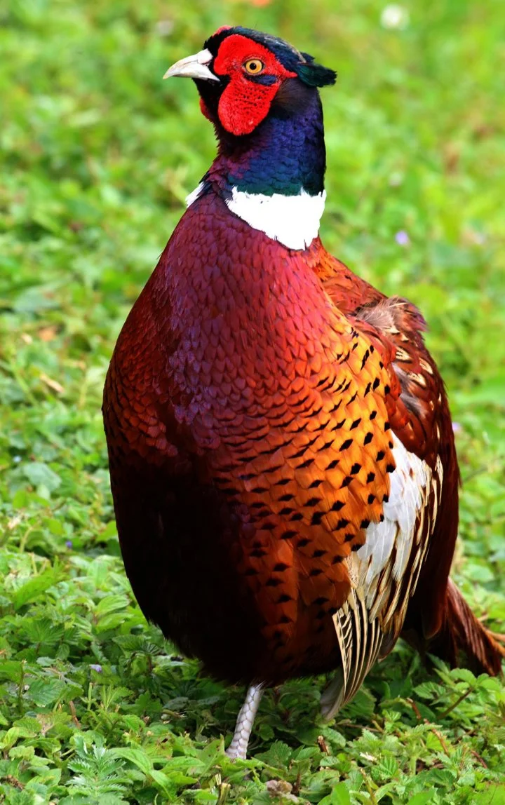 PHEASANT (COMMON)
A large, long-tailed game bird. Males have rich chestnut, golden-brown and black markings on body and tail, with a dark green head and red face wattlin
