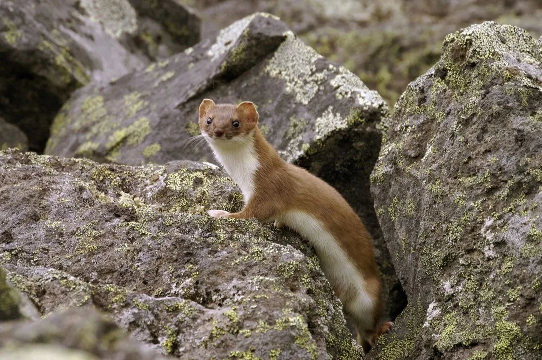 Hermynt (Kortsterthermynt) (Mustela erminea erminea), 3 of 3