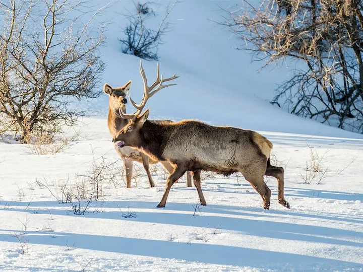 Renes (Karasrenes) (Rangifer tarandus valentinae), 2 of 3