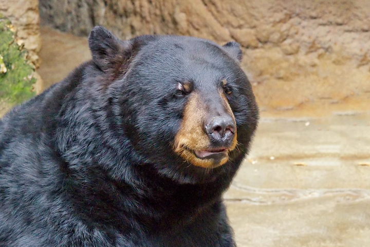 New Bear Hunting Rules in California: What Hunters Need to Know for the 2026 Season