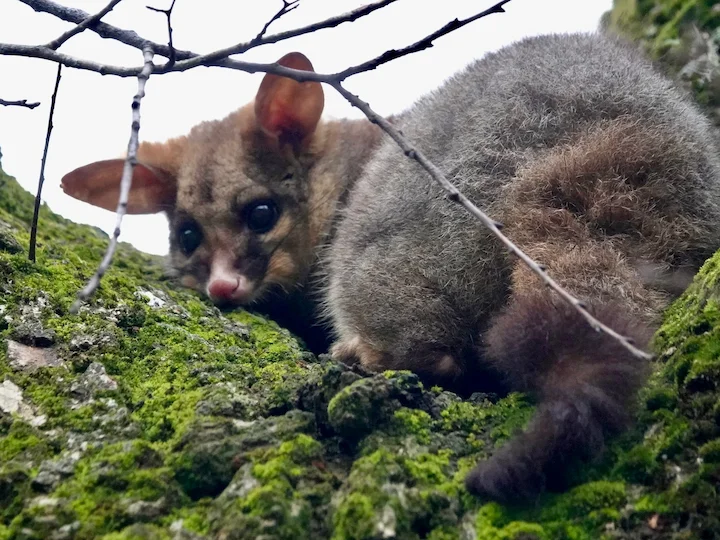 Common Brushtail Possum (Brushtail Possum, Possum) (Trichosurus vulpecula)