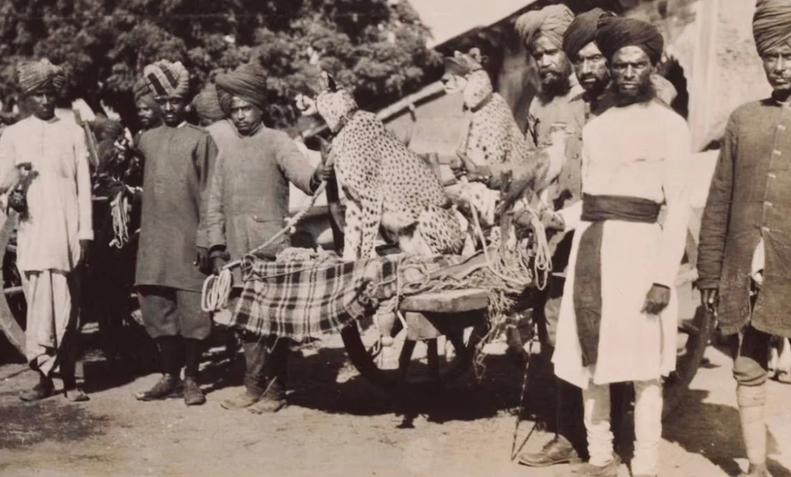 The Cheetah Hunt in India: When Royalty Ran with the Fastest Predator on Earth  