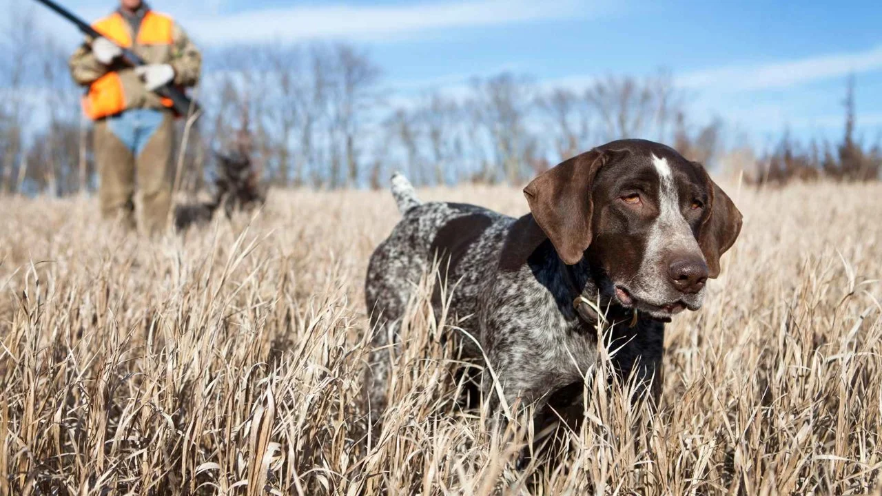Jagd im WESERBERGLAND: Jagdzeiten und gesetzliche Regelungen, Jagdtradition, Wildbestand und regionale Besonderheiten der Jagd
Das Weserbergland in Niedersachsen und Nor