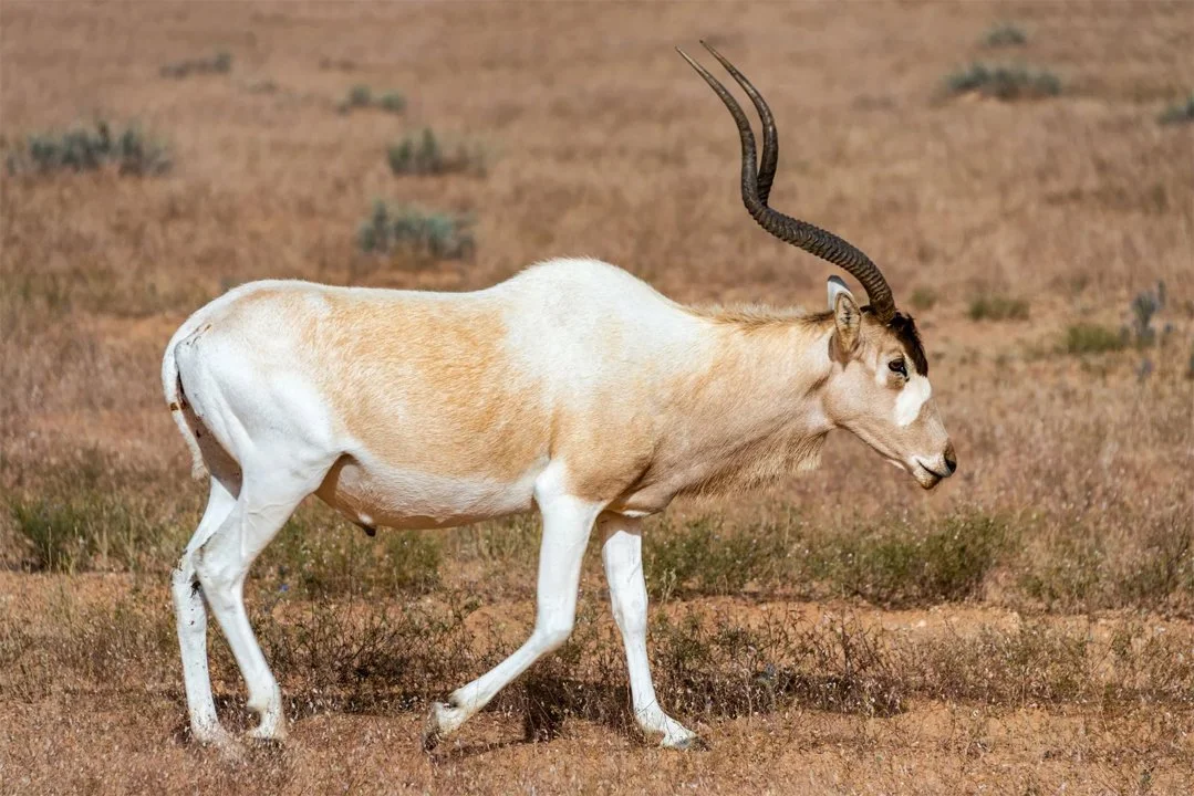 Ադդաքս (Addax nasomaculatus), 2 of 5