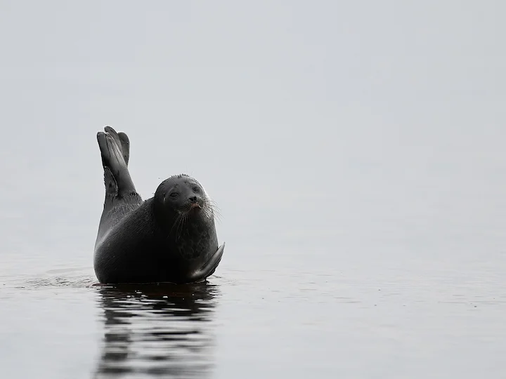 Foca anellata