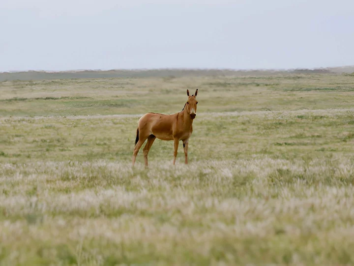 Կիսավայրի էշ (Մոնղոլական կիսավայրի էշ) (Equus hemionus hemionus), 2 of 3