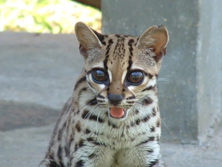 Margay dlouhoocasý