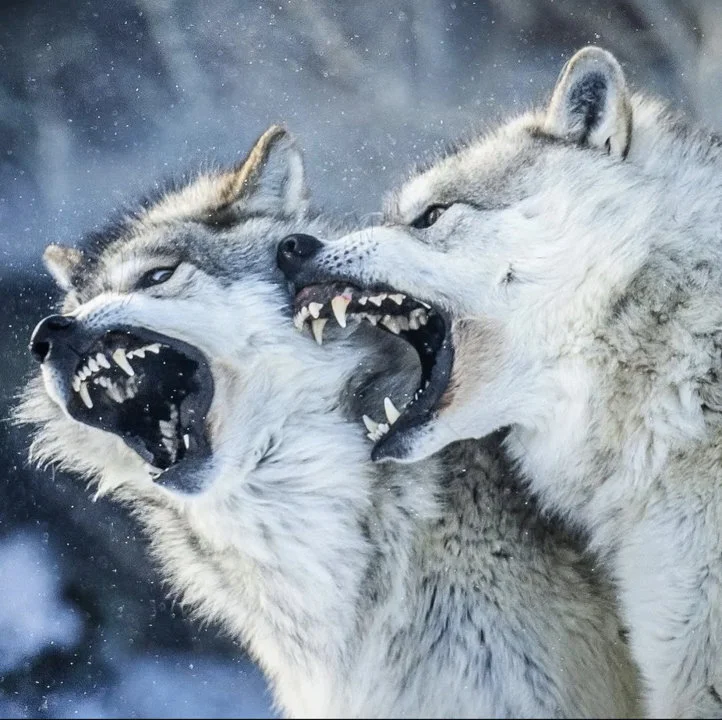 Места охоты на волка в Казахстане: популяция по регионам и охотхозяйства

🐺 Общая картина: где водится волк

Серый волк (Canis lupus) — один из самых распространённых хи