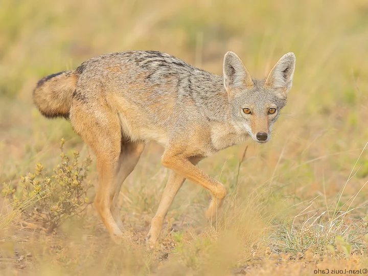 Златен чакал (Алжирски златен чакал) (Canis aureus algirensis)