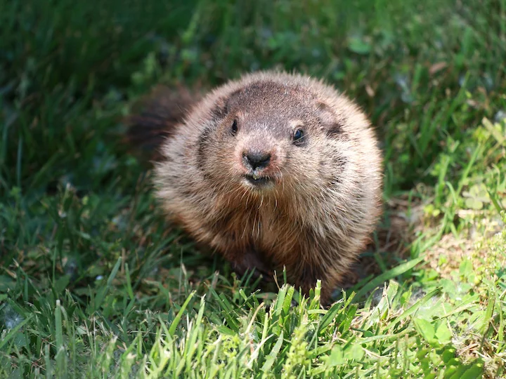 Waldmurmeltier (Amerikanisches Murmeltier) (Marmota monax)