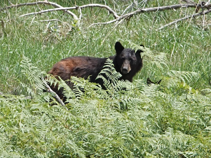 美洲黑熊（北美黑熊） (Ursus americanus americanus), 2 of 3
