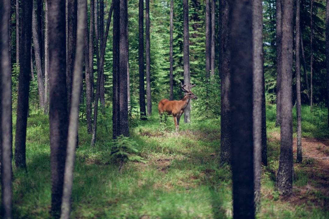 Nova Scotia Lowers Big Game Hunting Age to 12 and Extends Deer Season Nova Scotia Lowers Big Game Hunting Age to 12 and Extends Deer Season