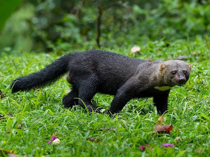 Gewone tayra