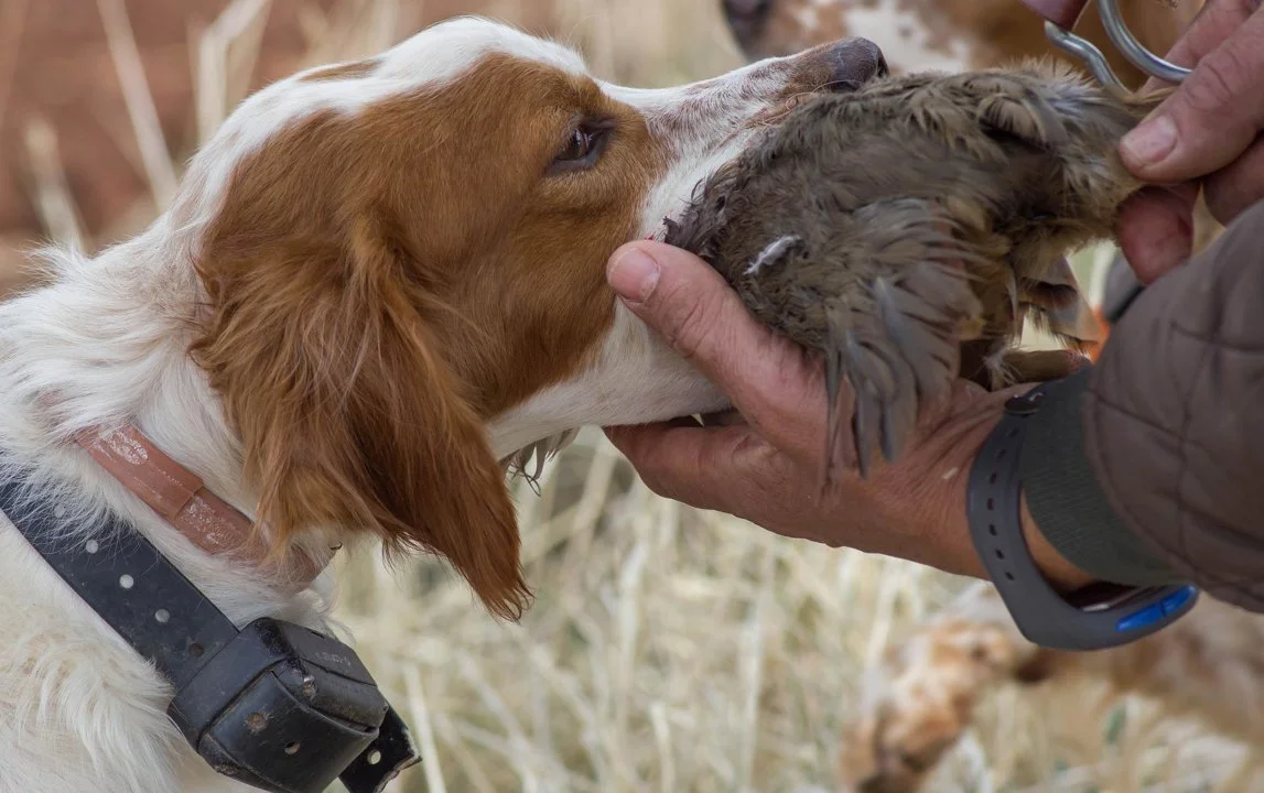 Bird hunting along the Umm al-Rbiya River: a unique experience in the heart of Morocco